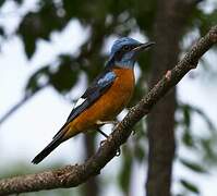 Blue-capped Rock Thrush