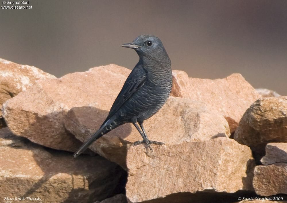 Blue Rock Thrushadult, identification