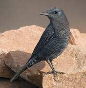 Blue Rock Thrush