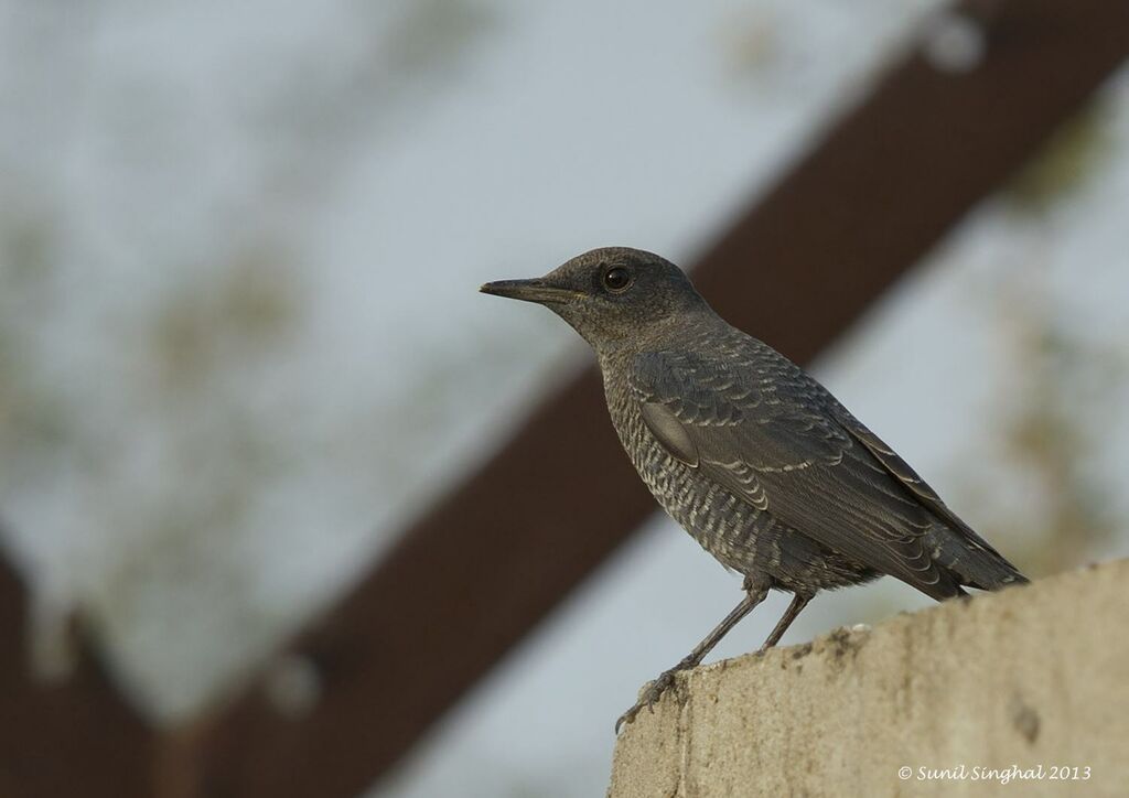 Monticole bleuadulte, identification