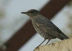 Blue Rock Thrush