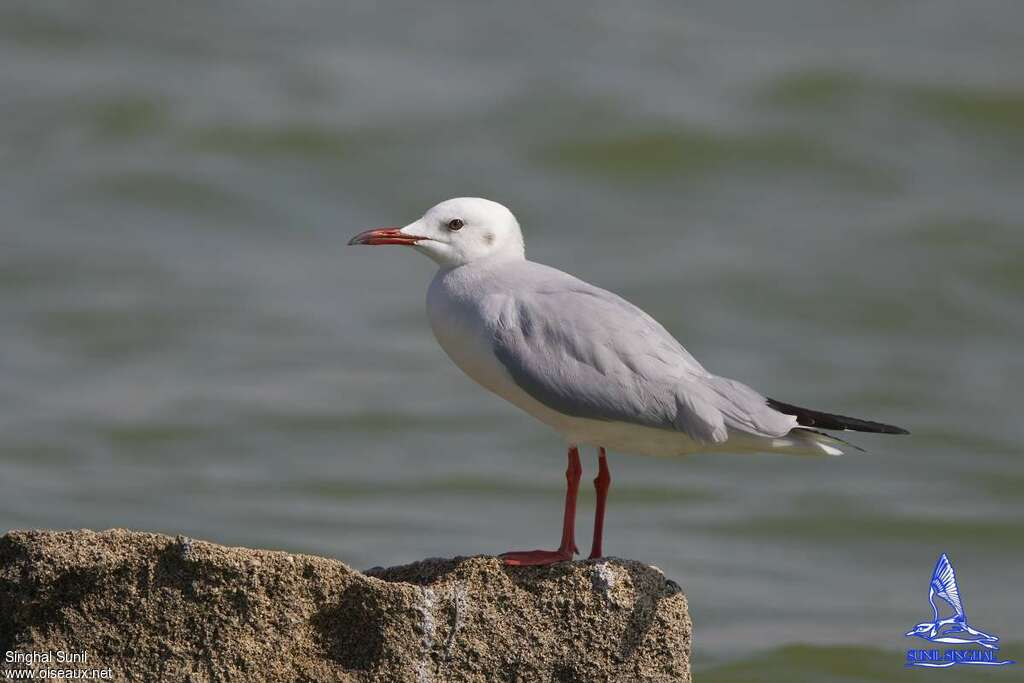 Brown-headed Gulladult post breeding