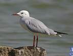 Mouette du Tibet