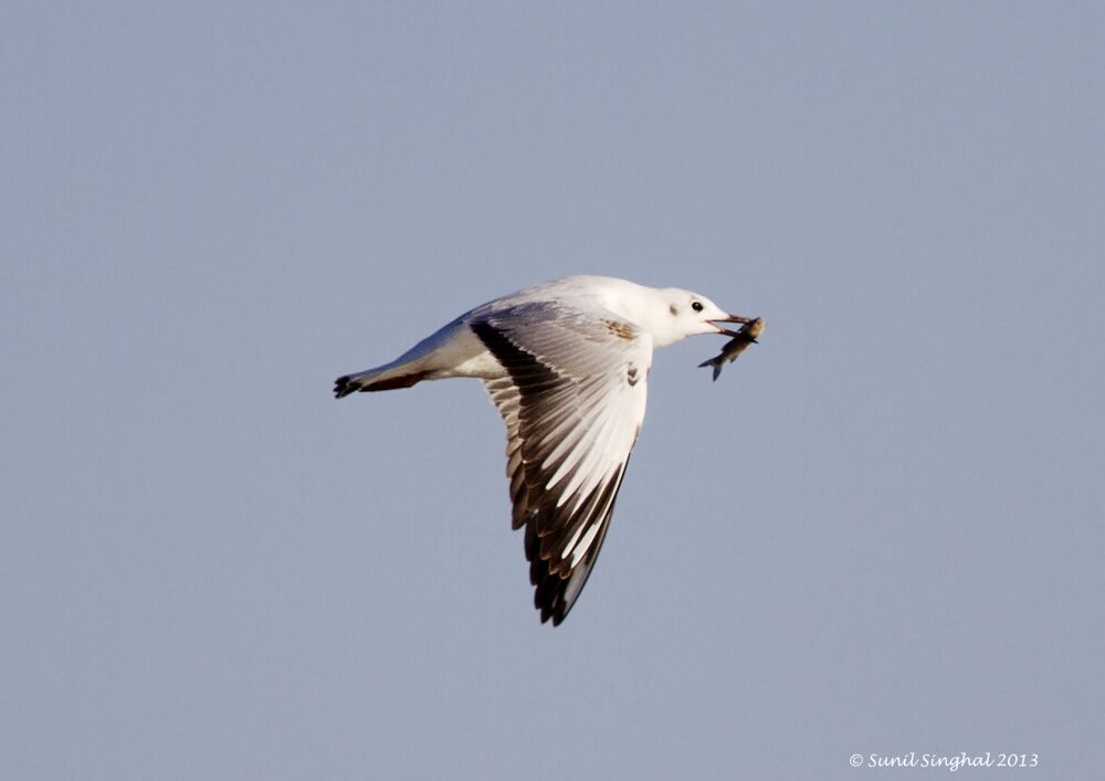 Mouette rieuse