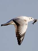 Mouette rieuse