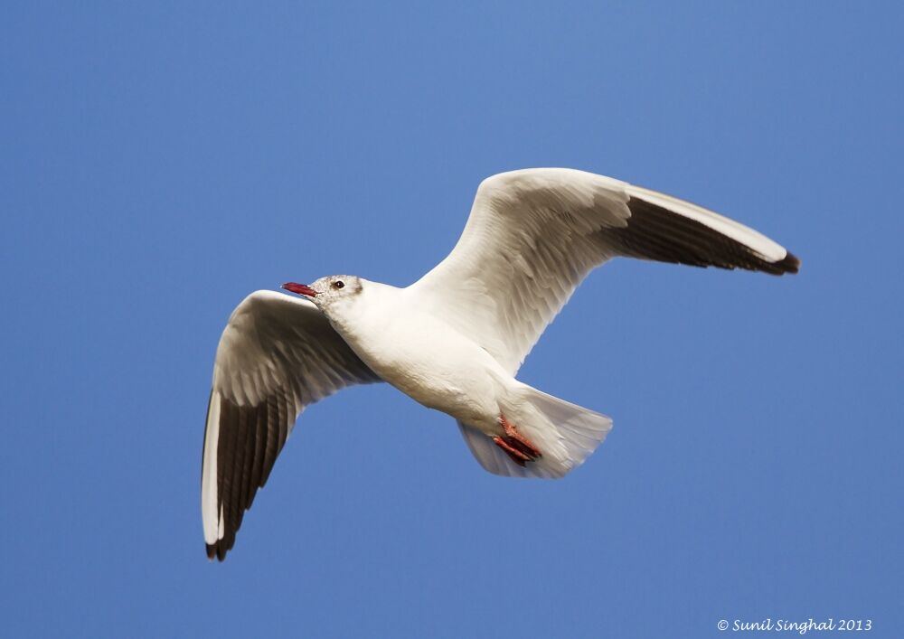 Mouette rieuse