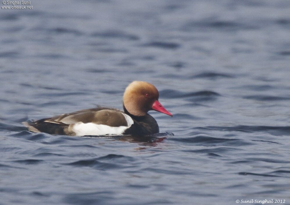 Red-crested Pochardadult, identification