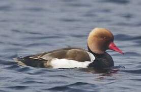 Red-crested Pochard