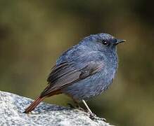 Plumbeous Water Redstart