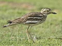 Eurasian Stone-curlew