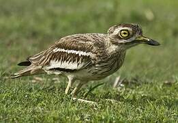 Eurasian Stone-curlew