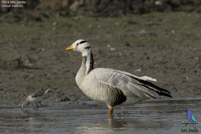 Bar-headed Goose, identification