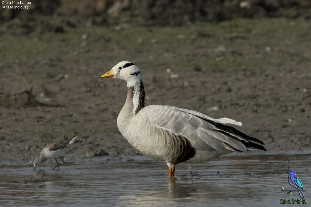 Bar-headed Goose, identification