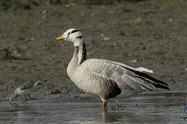 Bar-headed Goose