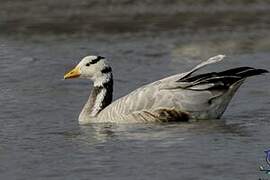 Bar-headed Goose