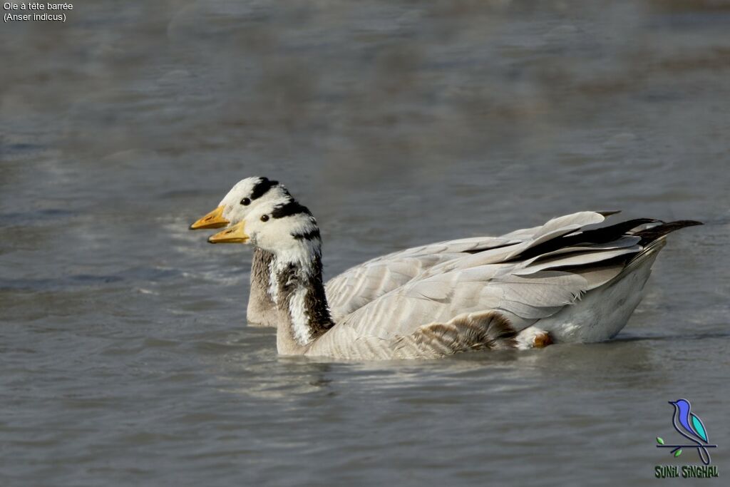 Bar-headed Goose, identification