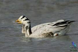 Bar-headed Goose