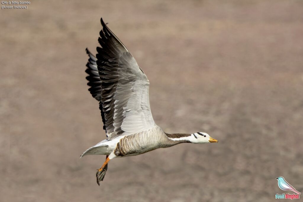 Bar-headed Goose, Flight