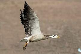 Bar-headed Goose