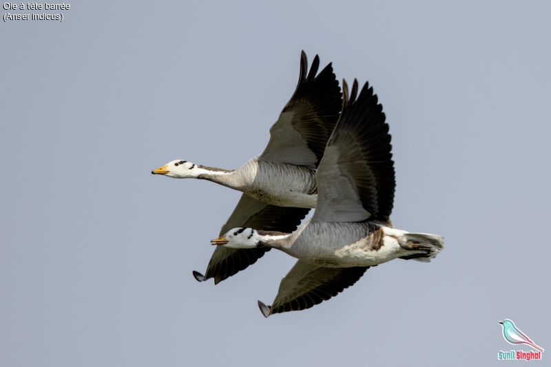 Bar-headed Goose, Flight
