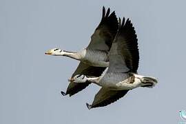 Bar-headed Goose