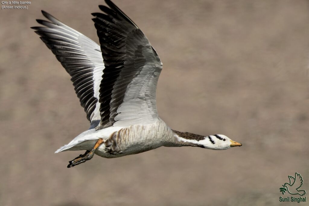 Bar-headed Goose, Flight