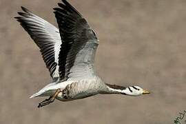 Bar-headed Goose