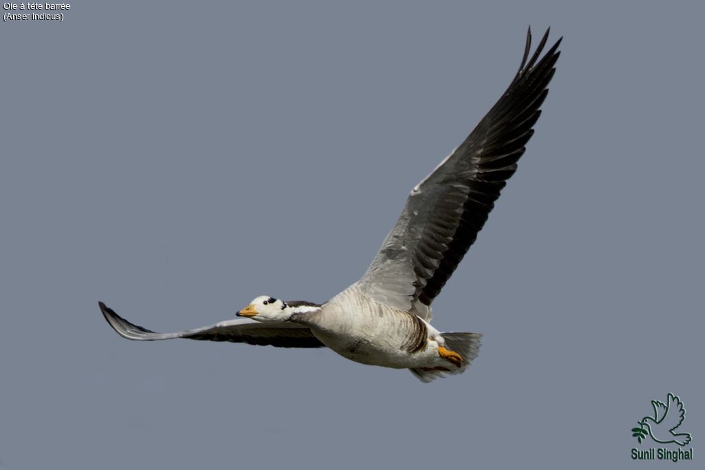 Bar-headed Goose, Flight