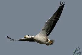 Bar-headed Goose