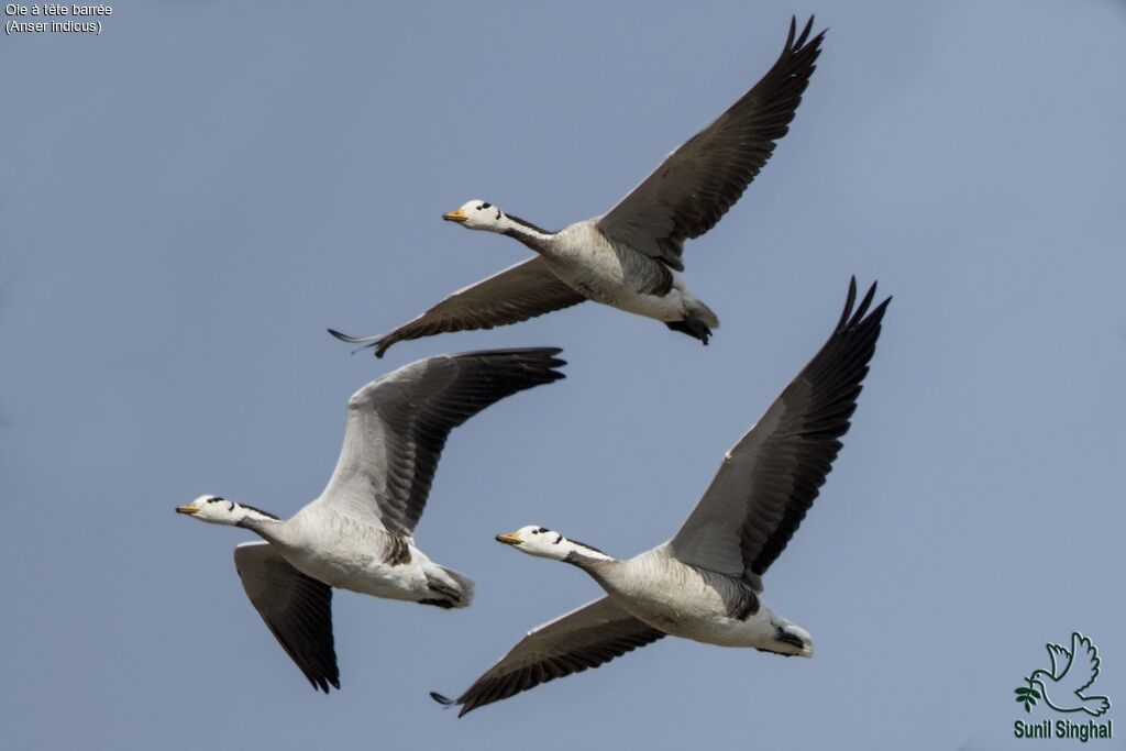 Bar-headed Goose, Flight