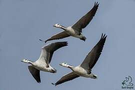 Bar-headed Goose