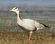 Bar-headed Goose