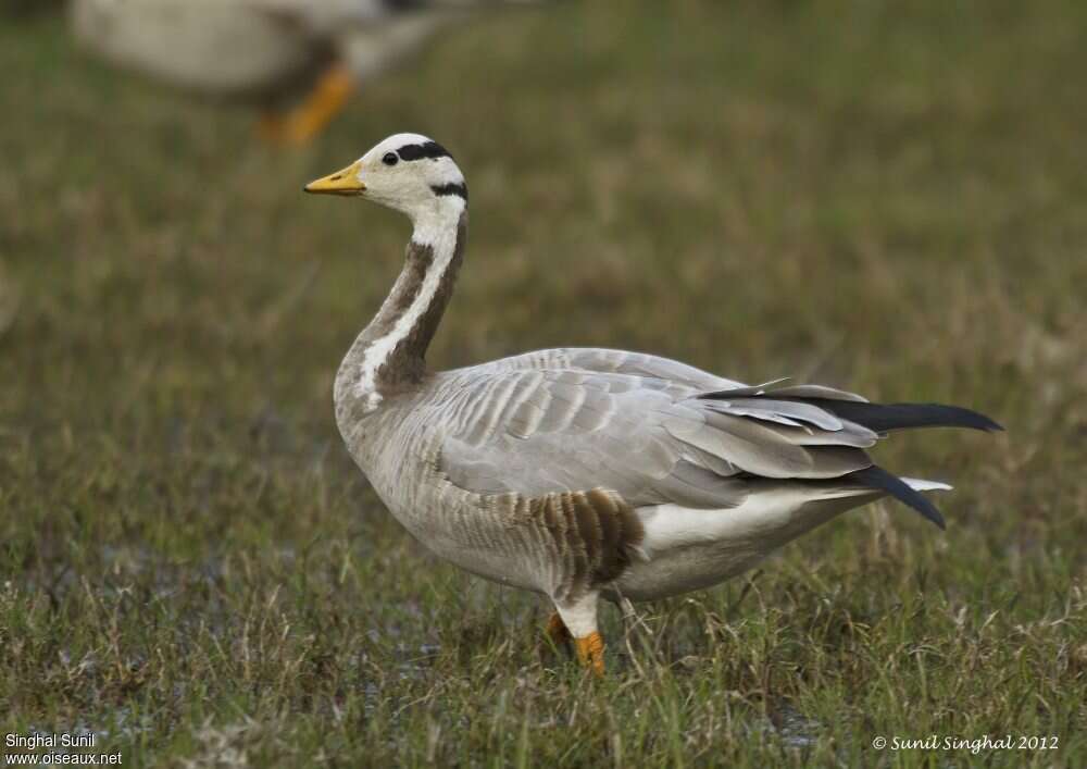 Bar-headed Gooseadult, identification