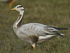 Bar-headed Goose