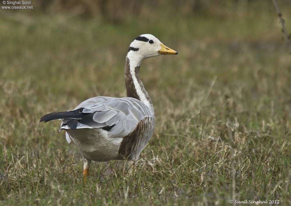 Oie à tête barréeadulte, identification