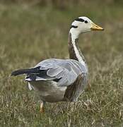 Bar-headed Goose