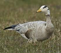 Bar-headed Goose