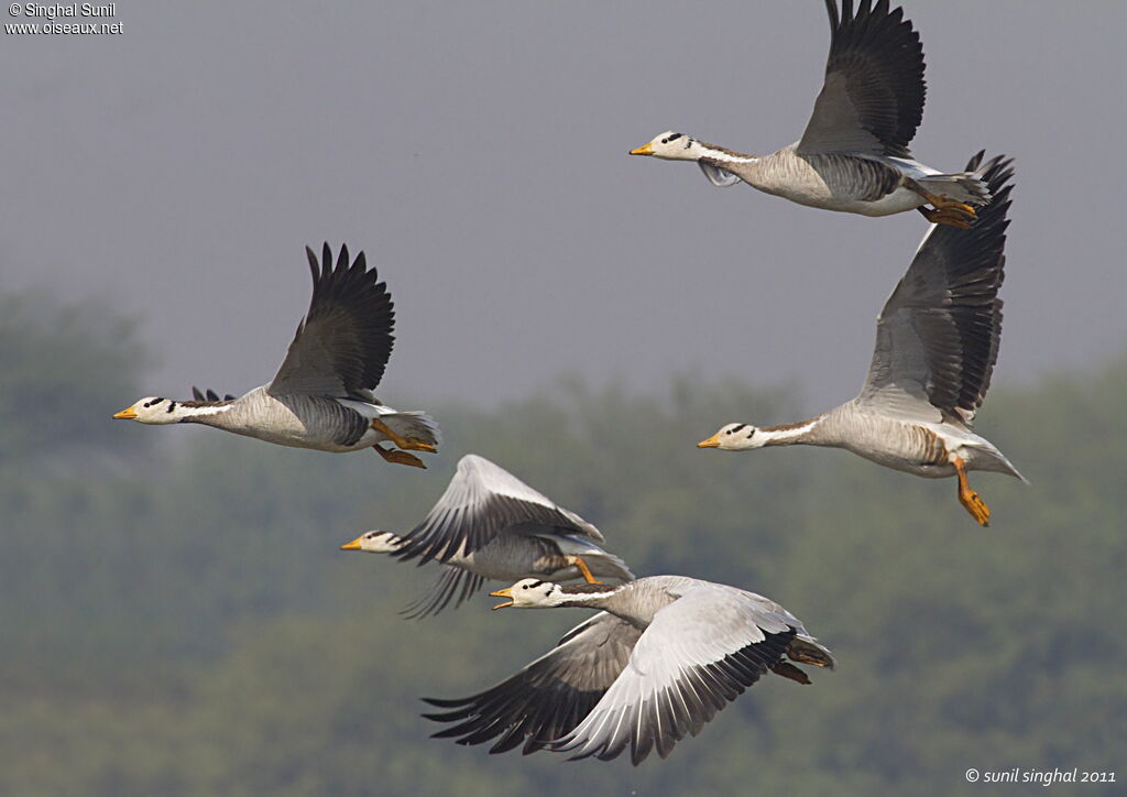 Bar-headed Gooseadult, Flight