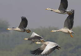 Bar-headed Goose