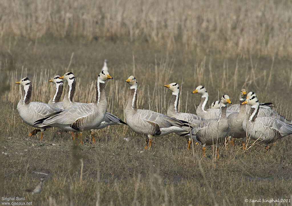 Bar-headed Gooseadult, habitat, pigmentation, Behaviour