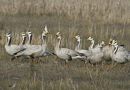 Bar-headed Goose