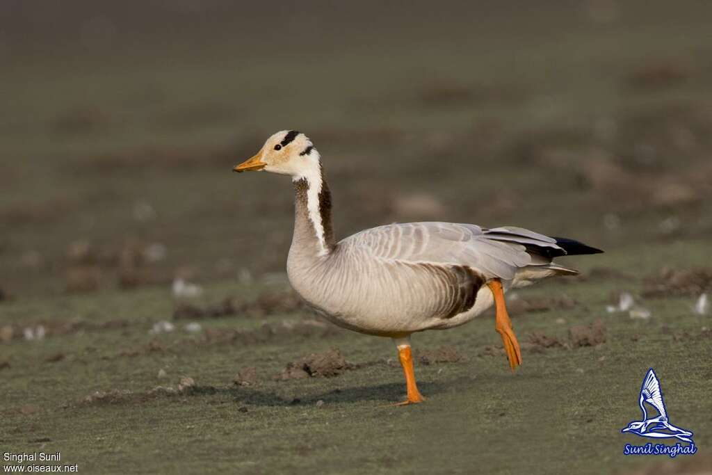 Bar-headed Gooseadult, pigmentation, Behaviour