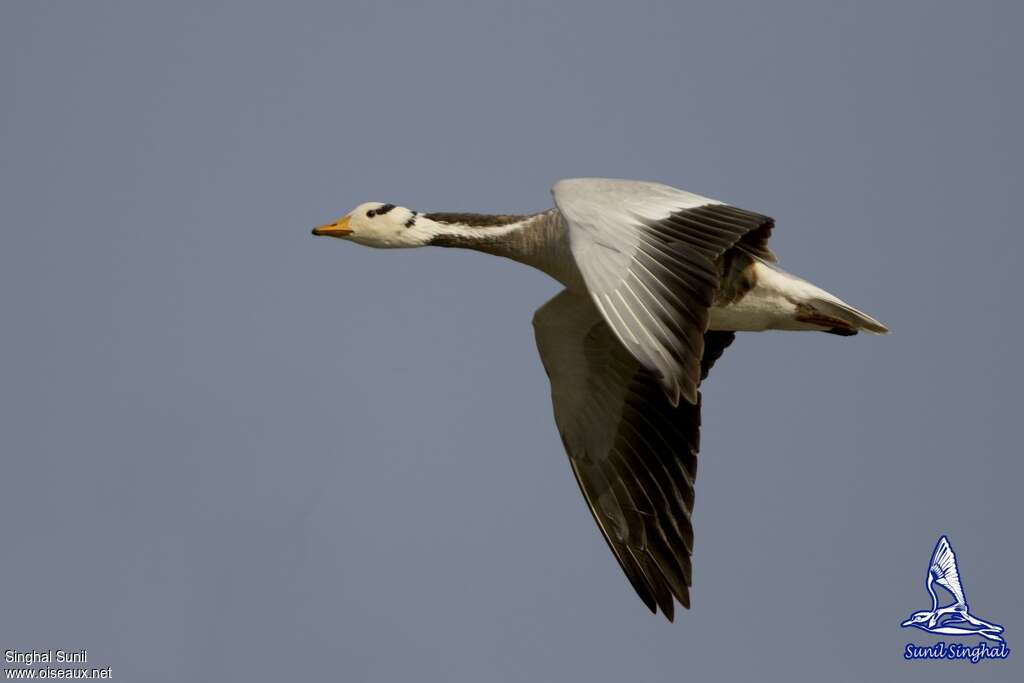 Bar-headed Gooseadult, pigmentation