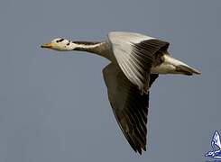 Bar-headed Goose