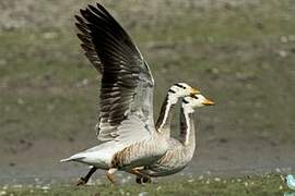 Bar-headed Goose