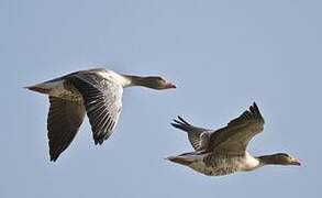 Greylag Goose