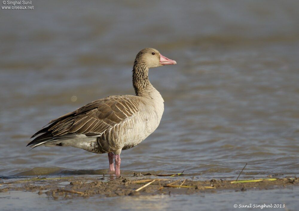 Oie cendréeadulte, identification