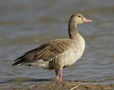 Greylag Goose