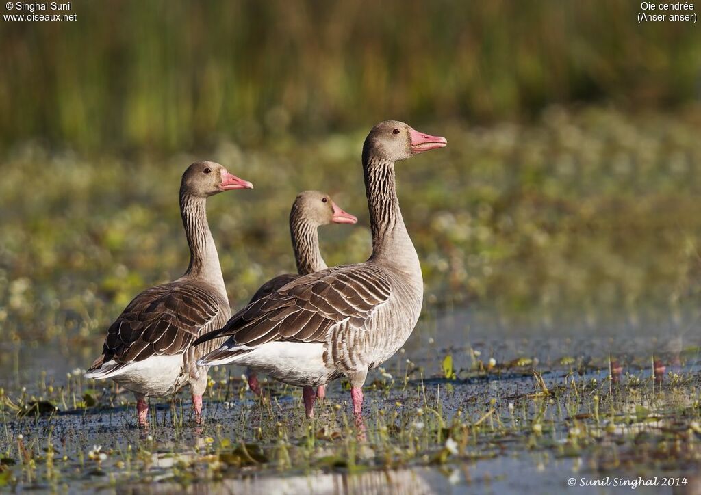 Greylag Gooseadult, identification