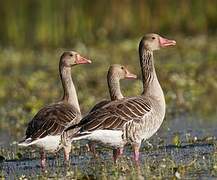 Greylag Goose